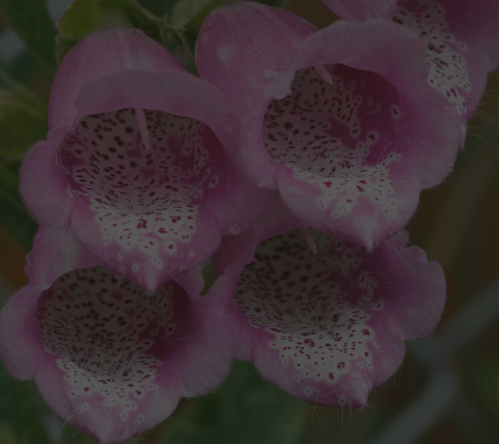 Photo of 2 foxglove flowers on a stalk